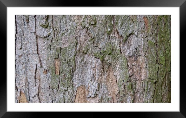 Bark in natural environment. Part trunk with nice decorative bark. Framed Mounted Print by Irena Chlubna