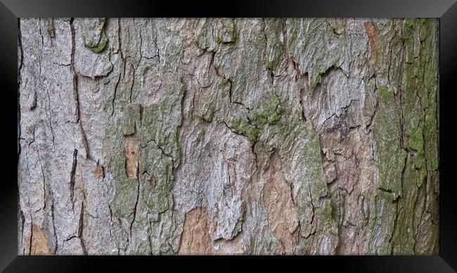 Bark in natural environment. Part trunk with nice decorative bark. Framed Print by Irena Chlubna
