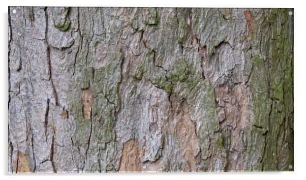 Bark in natural environment. Part trunk with nice decorative bark. Acrylic by Irena Chlubna