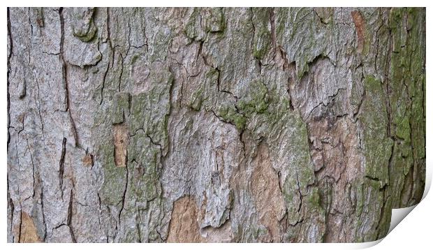 Bark in natural environment. Part trunk with nice decorative bark. Print by Irena Chlubna