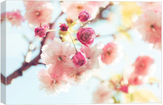 Dreamy Sunlit Blossom Canvas Print by Natalie Kinnear