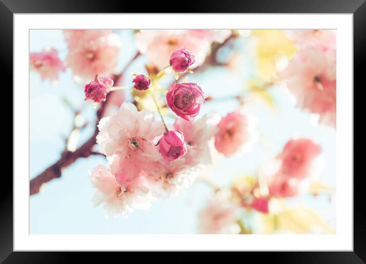 Dreamy Sunlit Blossom Framed Mounted Print by Natalie Kinnear