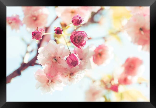 Dreamy Sunlit Blossom Framed Print by Natalie Kinnear