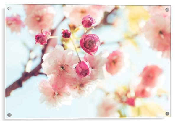Dreamy Sunlit Blossom Acrylic by Natalie Kinnear