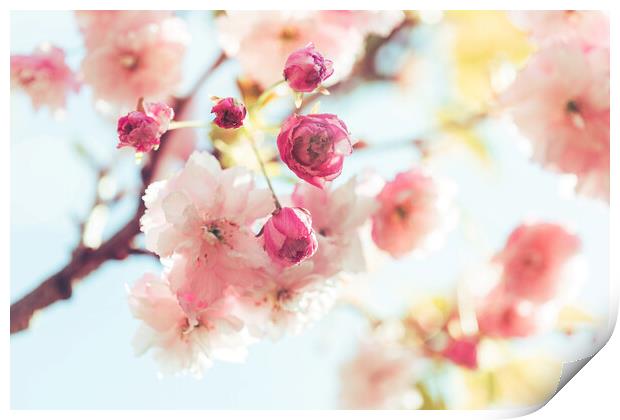 Dreamy Sunlit Blossom Print by Natalie Kinnear