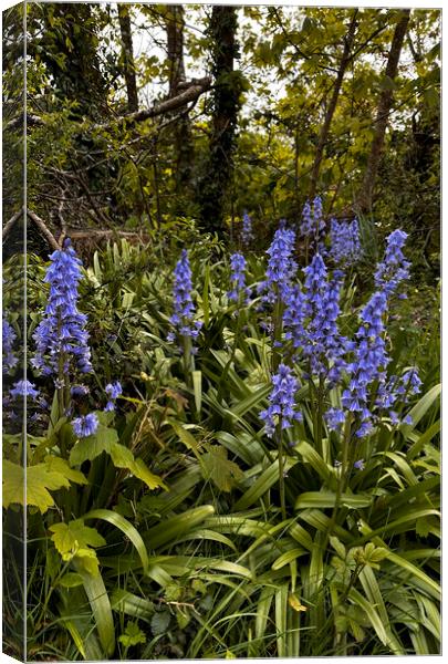 Enchanting Bluebell Woodland Canvas Print by kathy white