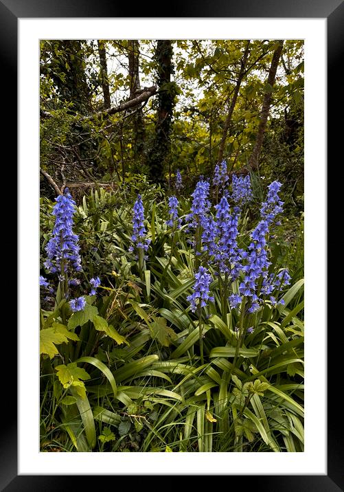 Enchanting Bluebell Woodland Framed Mounted Print by kathy white