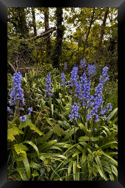 Enchanting Bluebell Woodland Framed Print by kathy white