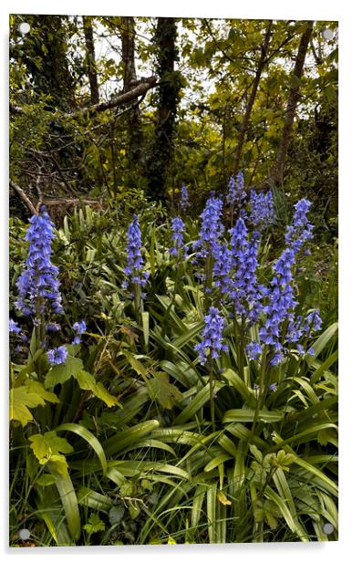 Enchanting Bluebell Woodland Acrylic by kathy white