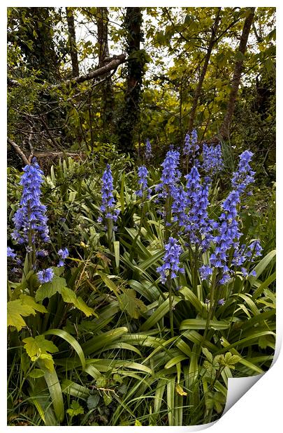Enchanting Bluebell Woodland Print by kathy white
