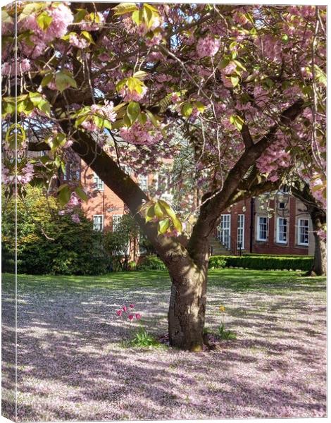Glorious Pink Cherry Blossom  Canvas Print by Peter Lewis
