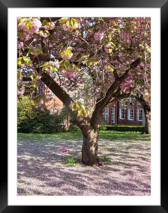 Glorious Pink Cherry Blossom  Framed Mounted Print by Peter Lewis