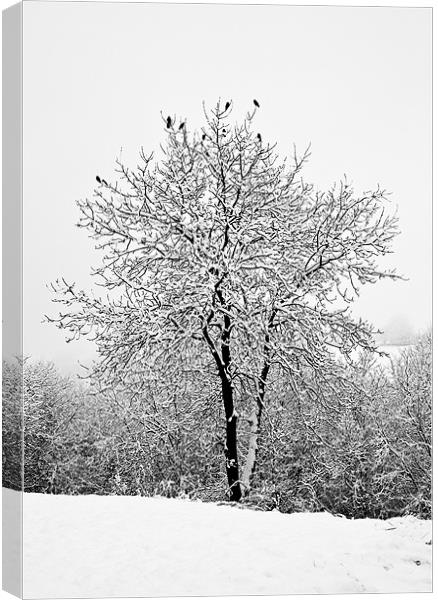 Jackdaws in a snowy tree Canvas Print by Steve Purnell