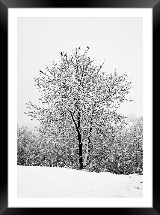 Jackdaws in a snowy tree Framed Mounted Print by Steve Purnell