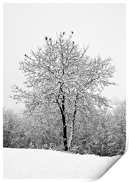 Jackdaws in a snowy tree Print by Steve Purnell