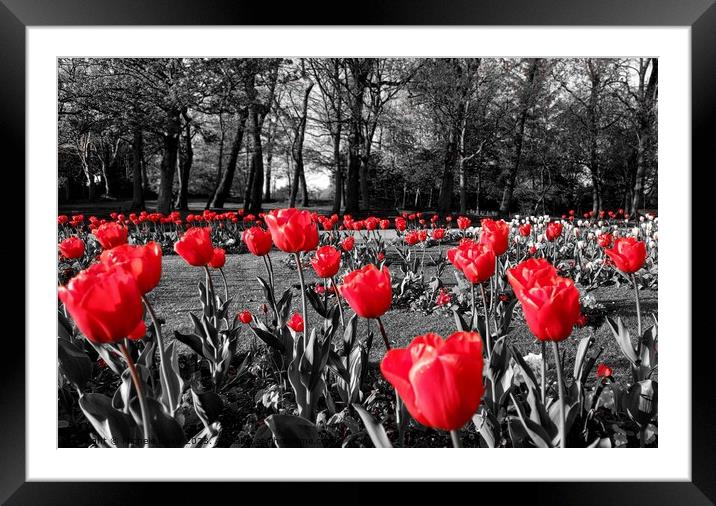 Tulips Stanley Park Framed Mounted Print by Michele Davis