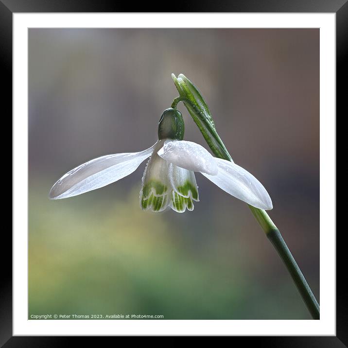 A Delicate White Bloom Snowdrop, Framed Mounted Print by Peter Thomas