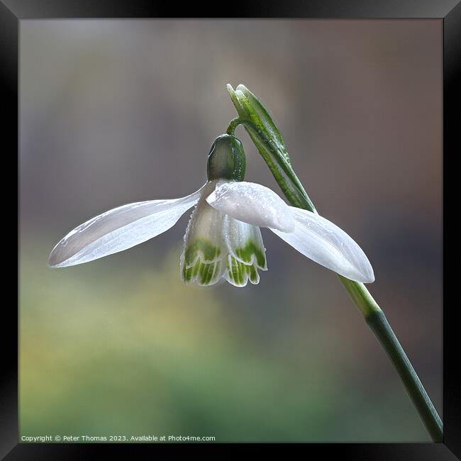 A Delicate White Bloom Snowdrop, Framed Print by Peter Thomas
