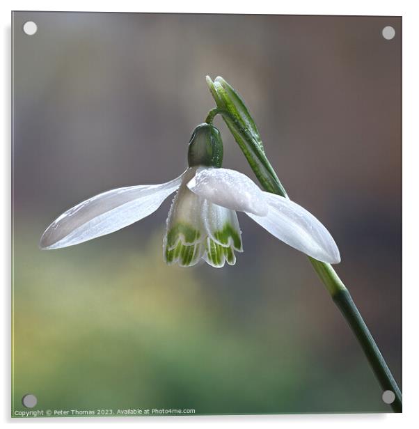 A Delicate White Bloom Snowdrop, Acrylic by Peter Thomas