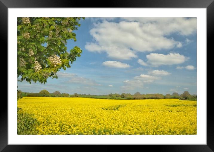 Golden fields of Suffolk  Framed Mounted Print by Tony lopez