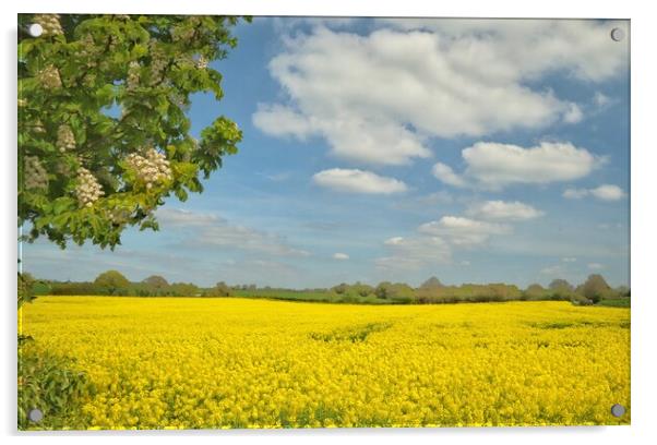 Golden fields of Suffolk  Acrylic by Tony lopez