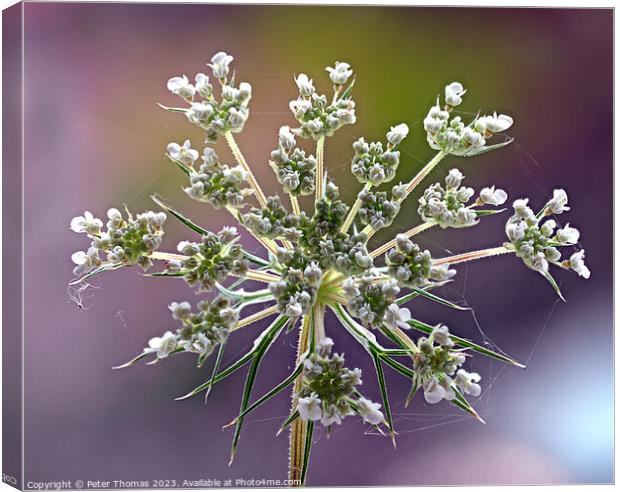 Majestic Wild Carrot in Bloom Canvas Print by Peter Thomas