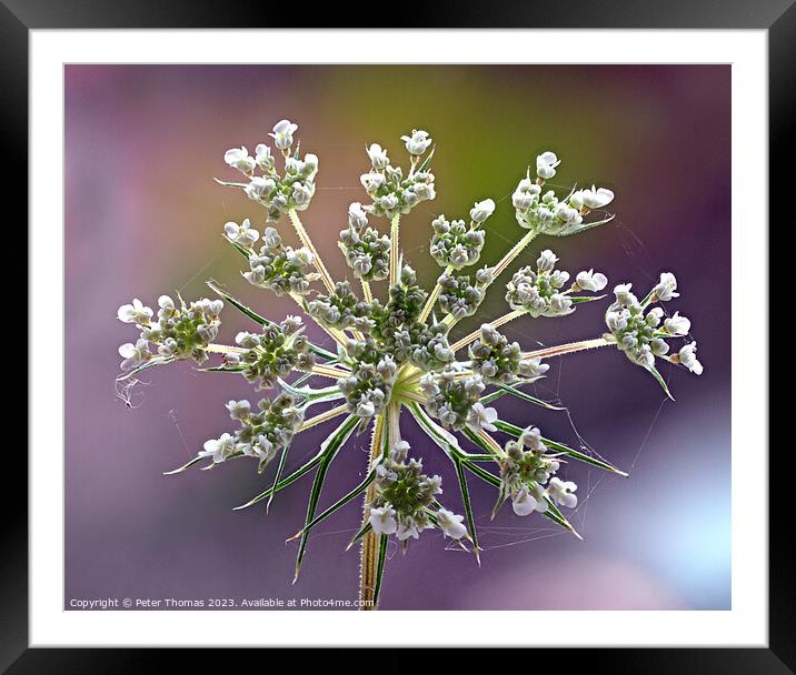 Majestic Wild Carrot in Bloom Framed Mounted Print by Peter Thomas