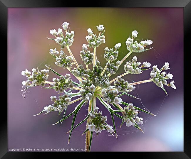 Majestic Wild Carrot in Bloom Framed Print by Peter Thomas