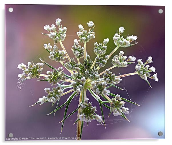 Majestic Wild Carrot in Bloom Acrylic by Peter Thomas