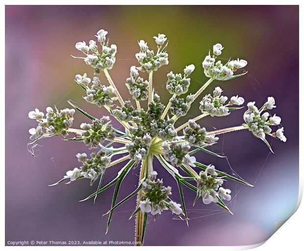 Majestic Wild Carrot in Bloom Print by Peter Thomas