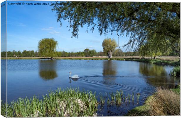 Single swan early morning at Bushy Park Canvas Print by Kevin White