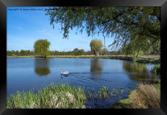 Single swan early morning at Bushy Park Framed Print by Kevin White