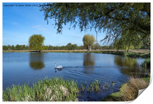 Single swan early morning at Bushy Park Print by Kevin White