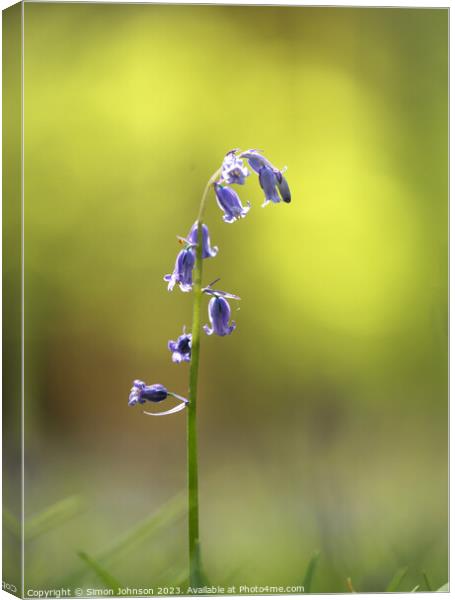 sunlit bluebell Canvas Print by Simon Johnson