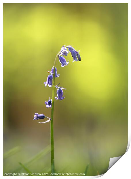 sunlit bluebell Print by Simon Johnson