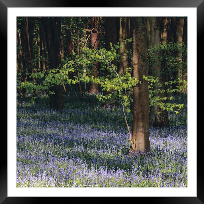 sunlit tree with bluebells Framed Mounted Print by Simon Johnson
