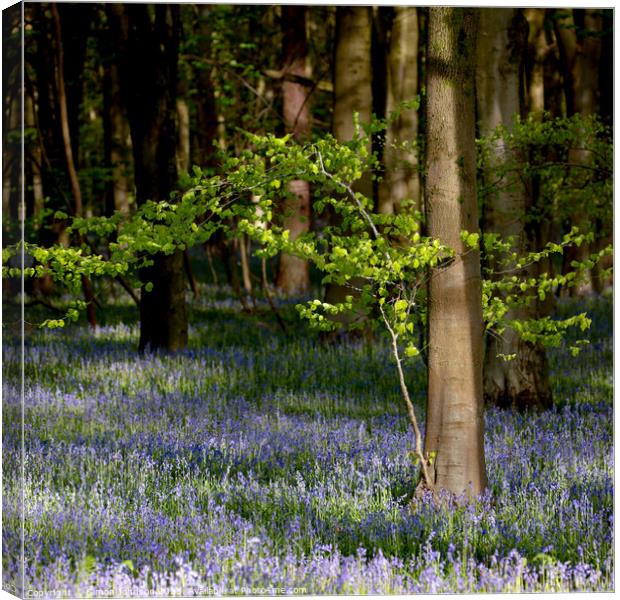 wind blown tree and sunlit bluebells Canvas Print by Simon Johnson