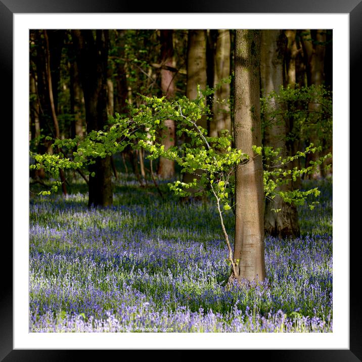 wind blown tree and sunlit bluebells Framed Mounted Print by Simon Johnson