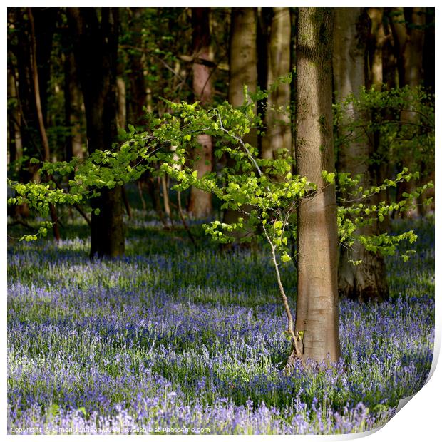 wind blown tree and sunlit bluebells Print by Simon Johnson