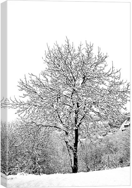 Snowy tree Canvas Print by Steve Purnell