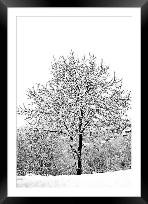 Snowy tree Framed Mounted Print by Steve Purnell