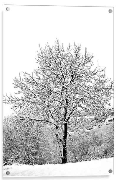 Snowy tree Acrylic by Steve Purnell