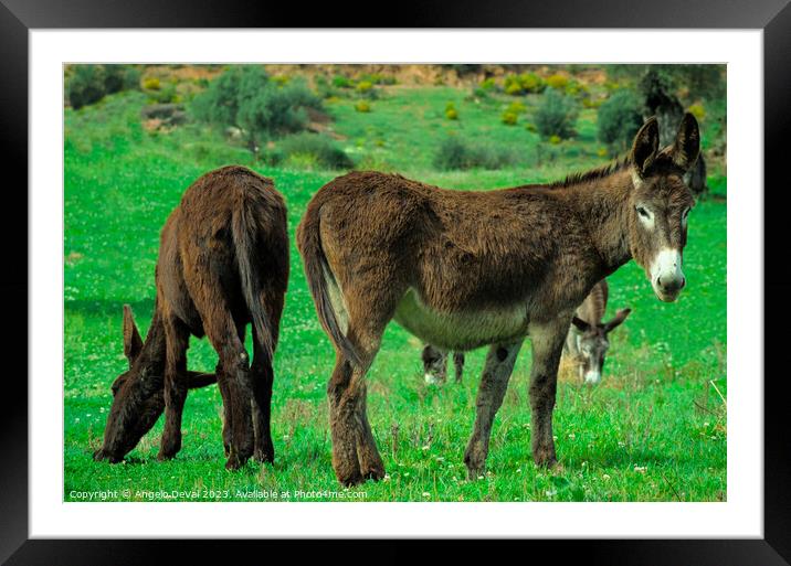 Donkeys on Lush Green Farm Field Framed Mounted Print by Angelo DeVal