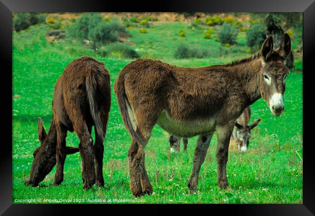 Donkeys on Lush Green Farm Field Framed Print by Angelo DeVal