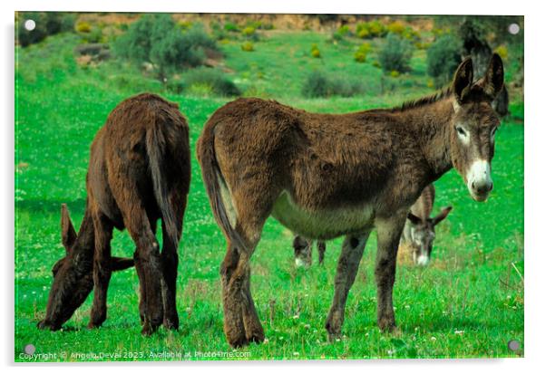 Donkeys on Lush Green Farm Field Acrylic by Angelo DeVal