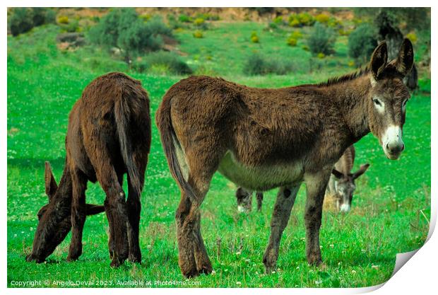 Donkeys on Lush Green Farm Field Print by Angelo DeVal