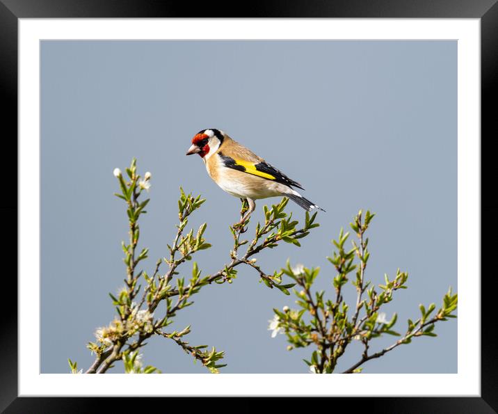 The Beautiful Goldfinch.   Framed Mounted Print by Colin Allen