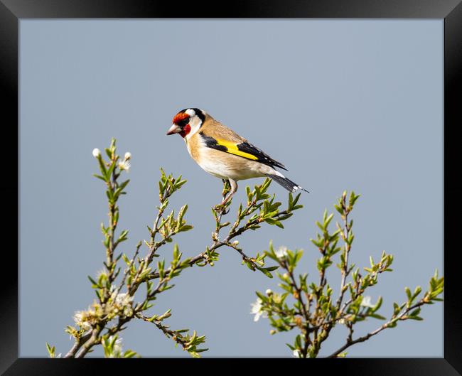 The Beautiful Goldfinch.   Framed Print by Colin Allen