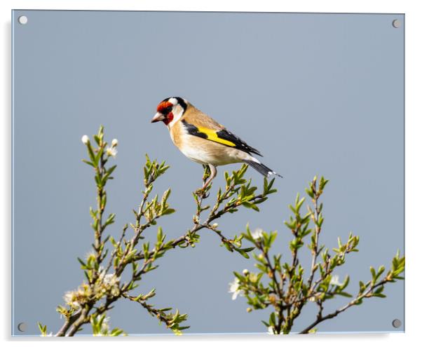 The Beautiful Goldfinch.   Acrylic by Colin Allen