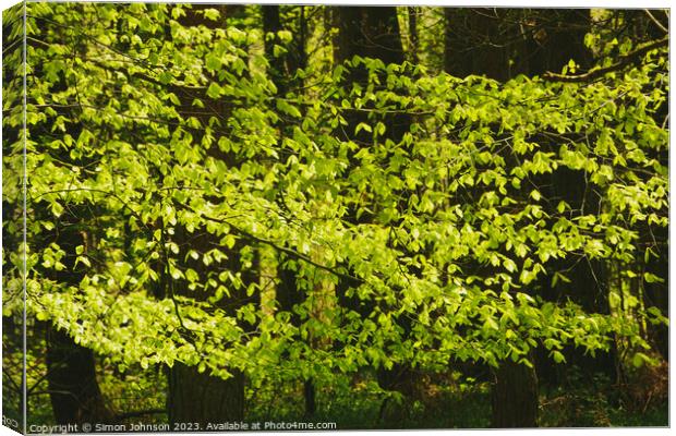 A close up of a lush green forest Canvas Print by Simon Johnson